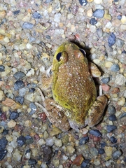 Platyplectrum ornatum