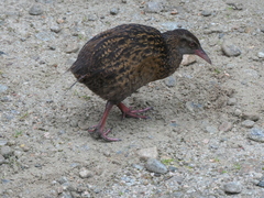 Gallirallus australis