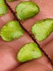 Pellaea rotundifolia