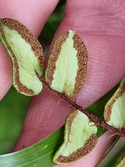 Pellaea rotundifolia