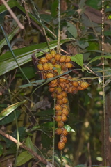 Calamus erectus