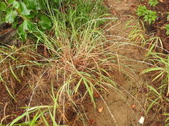 Eragrostis interrupta