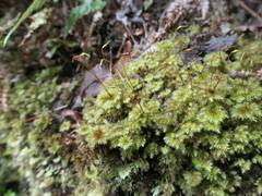 Mniodendron colensoi