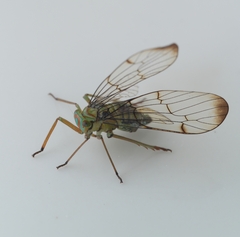 Paricanoides
