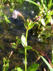 Lindernia procumbens