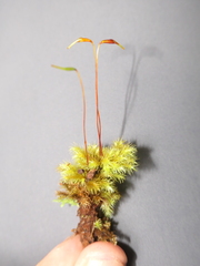 Mniodendron colensoi