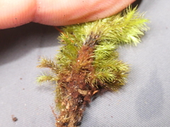 Mniodendron colensoi