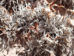 Tillandsia virescens