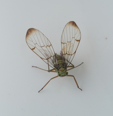 Paricanoides