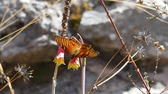 Dione glycera