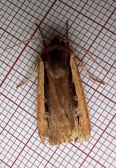 Ochropleura leucogaster