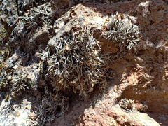 Tillandsia virescens