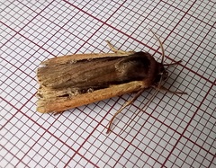 Ochropleura leucogaster