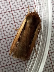 Ochropleura leucogaster