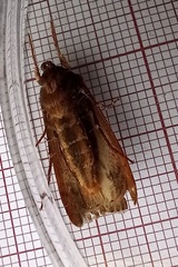 Ochropleura leucogaster