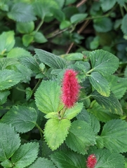 Acalypha pendula