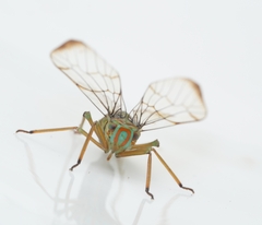 Paricanoides
