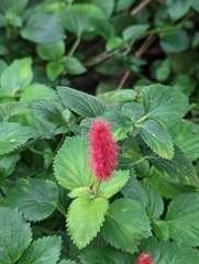 Acalypha pendula