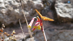 Dione glycera