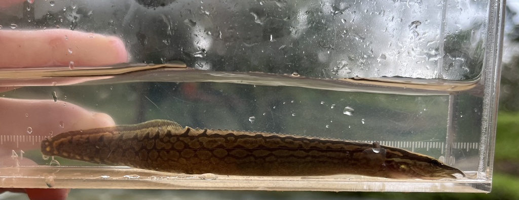 Tire Track Eel