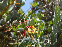 Tristerix penduliflorus