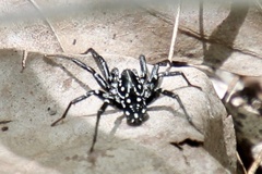 Nyssus albopunctatus