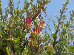 Tristerix penduliflorus