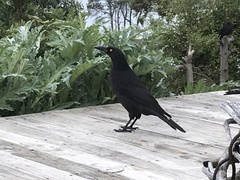 Strepera fuliginosa