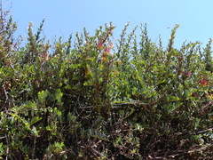 Tristerix penduliflorus