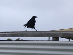 Strepera fuliginosa
