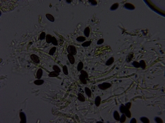 Xylaria corniformis