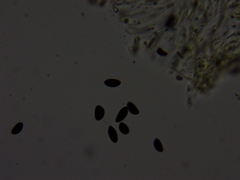 Xylaria corniformis