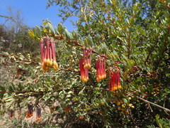 Tristerix penduliflorus