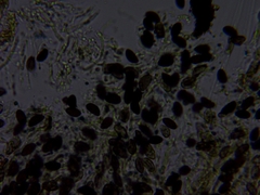 Xylaria corniformis