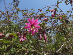 Passiflora gracilens