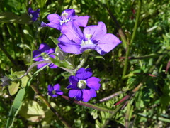 Legousia speculum-veneris