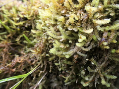 Weymouthia cochlearifolia