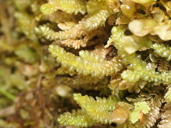 Weymouthia cochlearifolia