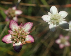 Alepidea natalensis