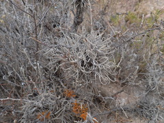 Tillandsia virescens