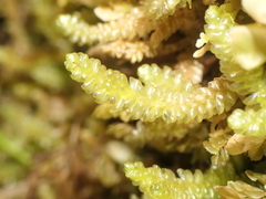 Weymouthia cochlearifolia