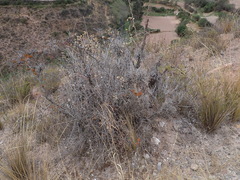Tillandsia virescens