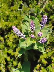 Veronica derwentiana