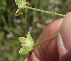 Alepidea natalensis