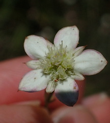 Alepidea natalensis