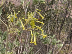 Nicotiana paniculata