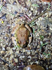 Platyplectrum ornatum