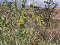 Nicotiana paniculata