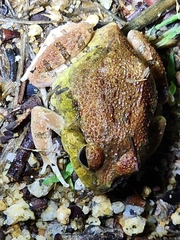 Platyplectrum ornatum