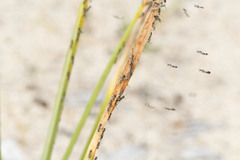 Ceylalictus perditellus